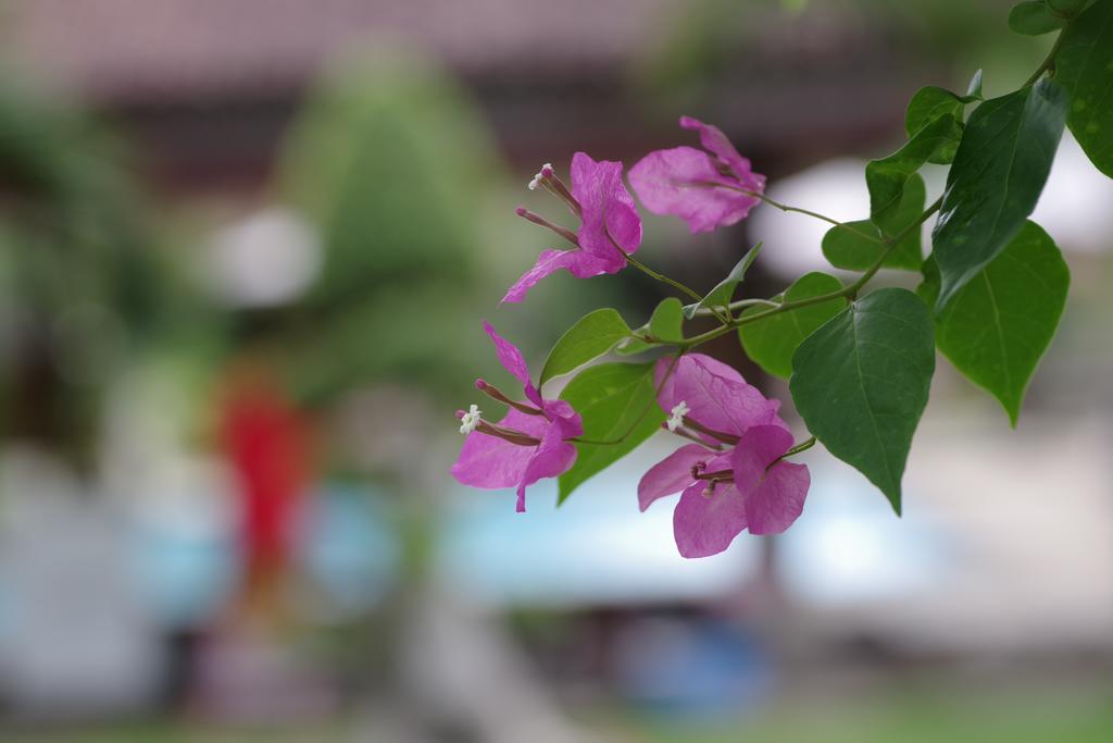 Tirta Sari Bungalow Pemuteran Екстериор снимка